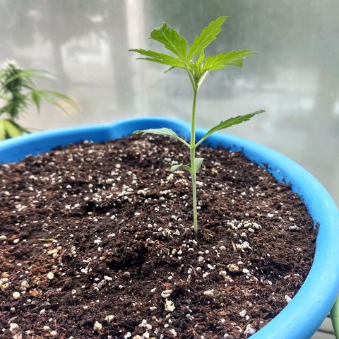 Azul growlog timeline photo
