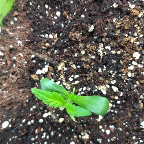 Verde growlog timeline photo