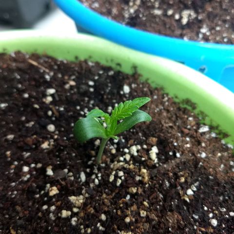 Verde growlog timeline photo
