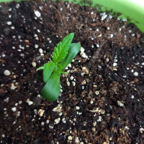 Verde growlog timeline photo