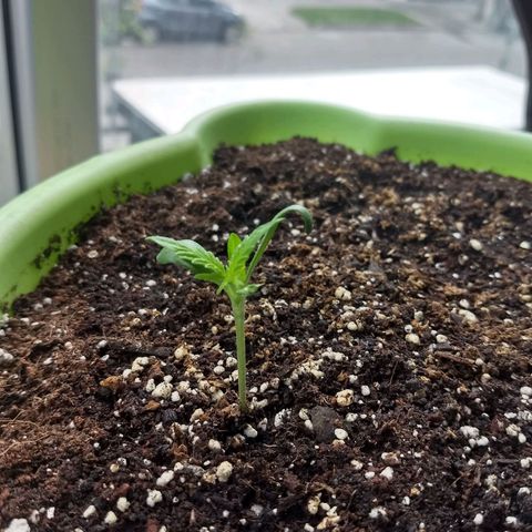 Verde growlog timeline photo