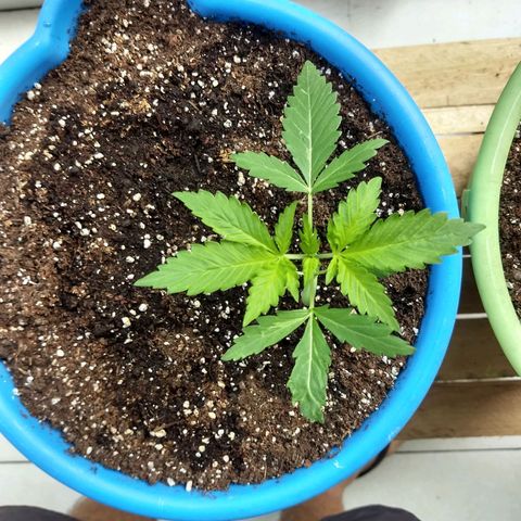 Azul growlog timeline photo