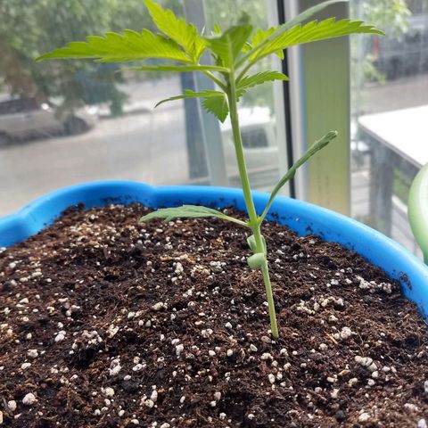 Azul growlog timeline photo