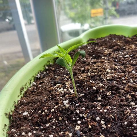 Verde growlog timeline photo
