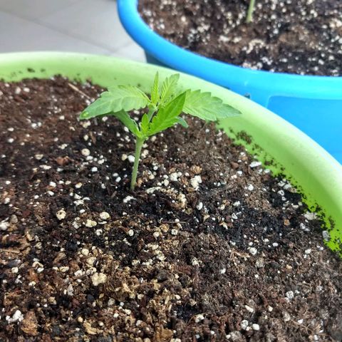 Verde growlog timeline photo
