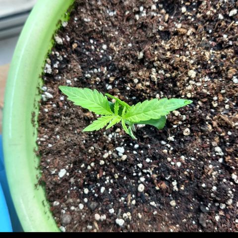 Verde growlog timeline photo