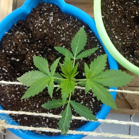 Azul growlog timeline photo