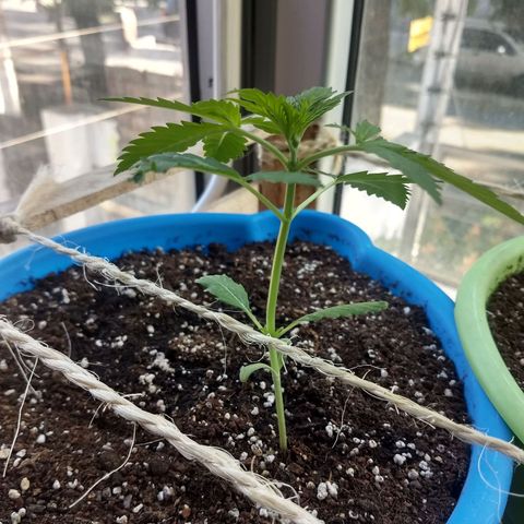 Azul growlog timeline photo