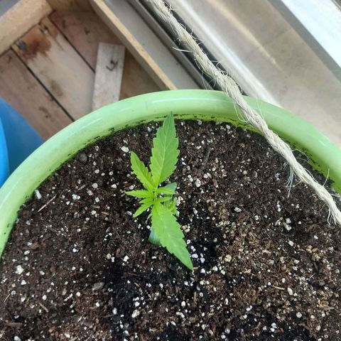 Verde growlog timeline photo
