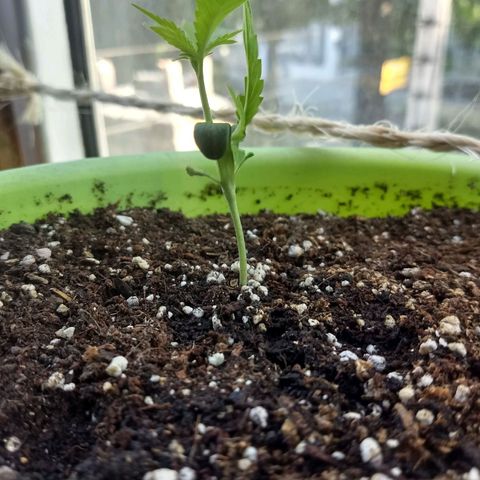 Verde growlog timeline photo