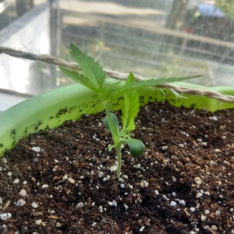 Verde growlog timeline photo