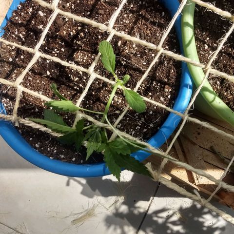 Azul growlog timeline photo