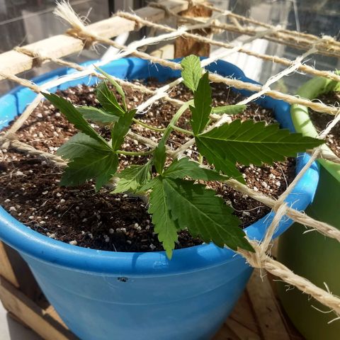 Azul growlog timeline photo