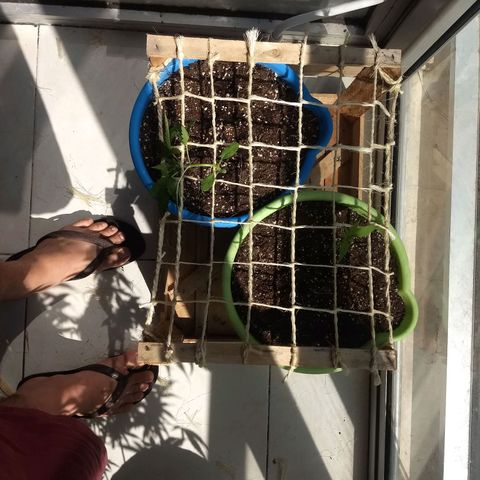 Azul growlog timeline photo