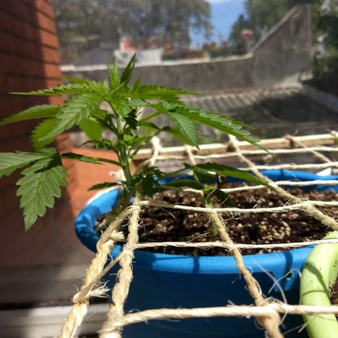 Azul growlog timeline photo