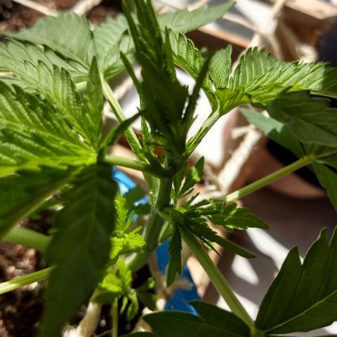 Azul growlog timeline photo