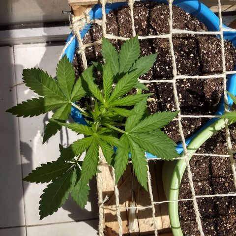 Azul growlog timeline photo