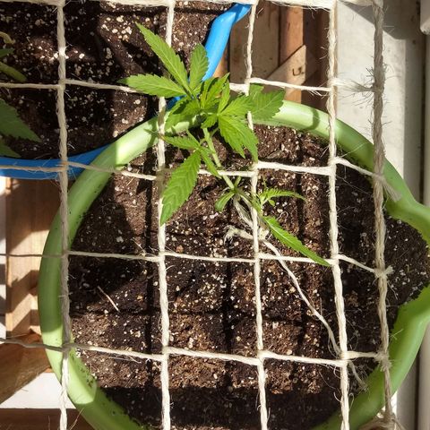 Verde growlog timeline photo