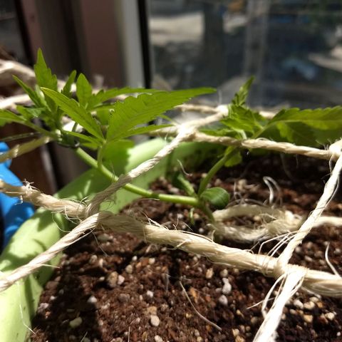 Verde growlog timeline photo