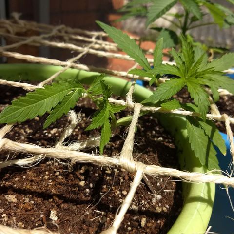 Verde growlog timeline photo