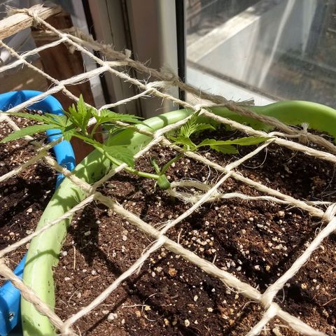 Verde growlog timeline photo