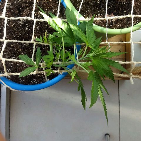 Azul growlog timeline photo