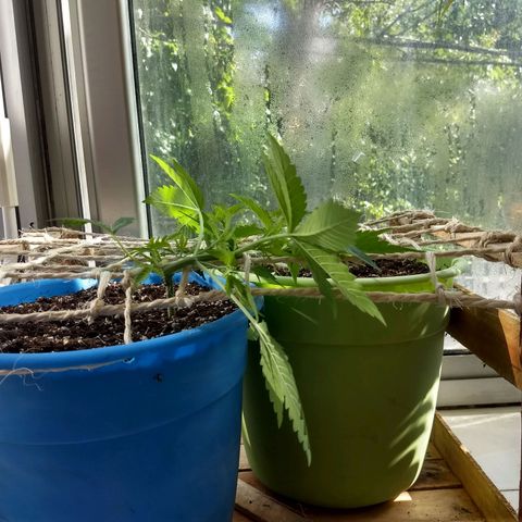 Azul growlog timeline photo