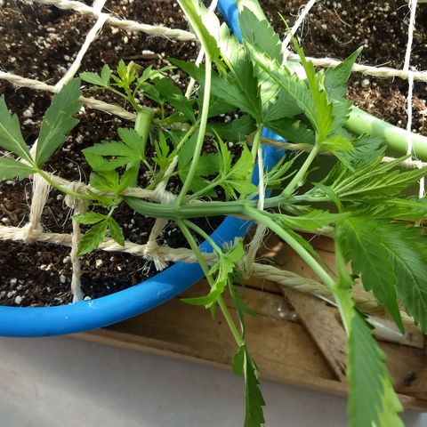 Azul growlog timeline photo