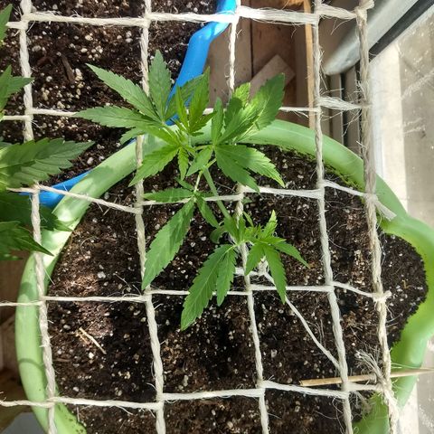 Verde growlog timeline photo