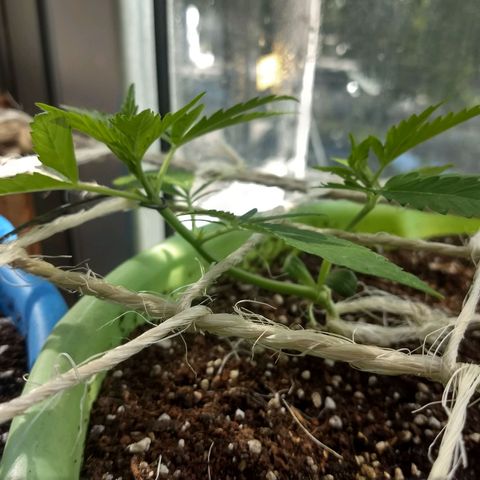 Verde growlog timeline photo