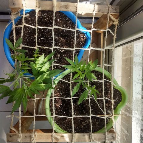 Verde growlog timeline photo