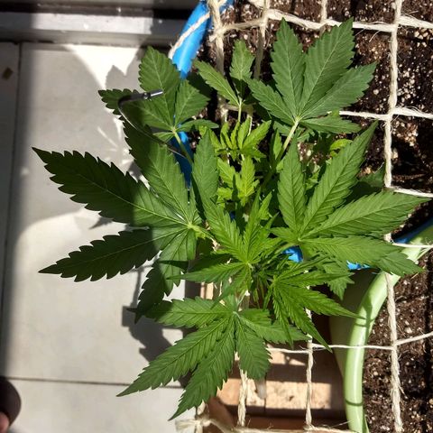 Azul growlog timeline photo