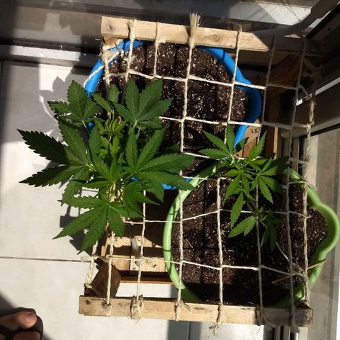 Azul growlog timeline photo
