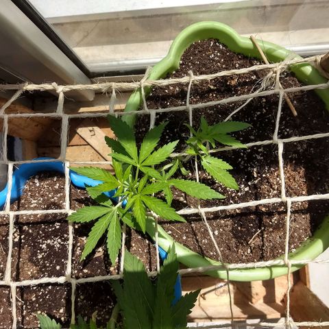 Verde growlog timeline photo
