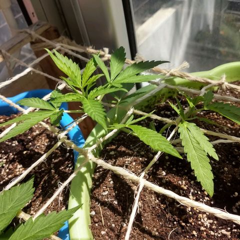 Verde growlog timeline photo