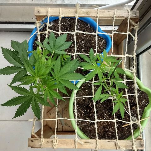 Azul growlog timeline photo