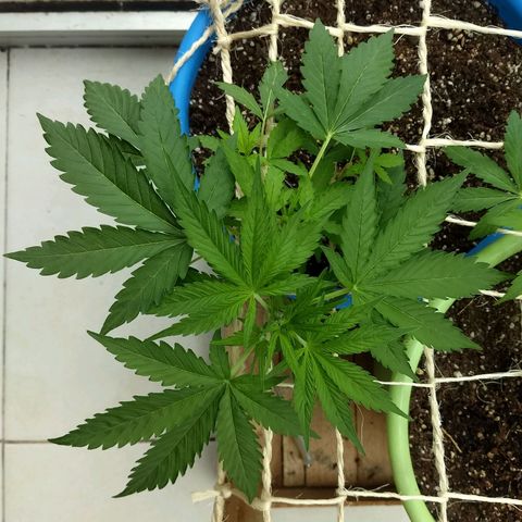 Azul growlog timeline photo