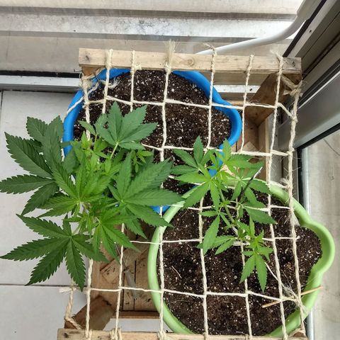 Verde growlog timeline photo