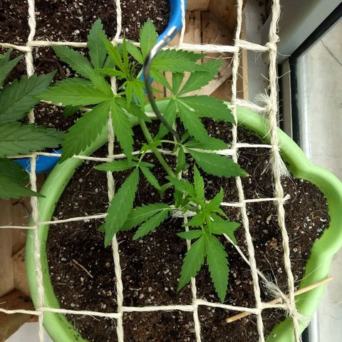 Verde growlog timeline photo