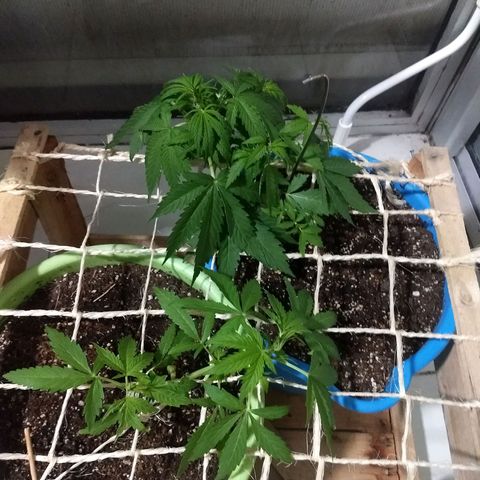 Azul growlog timeline photo