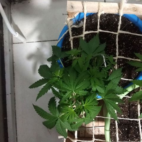 Azul growlog timeline photo