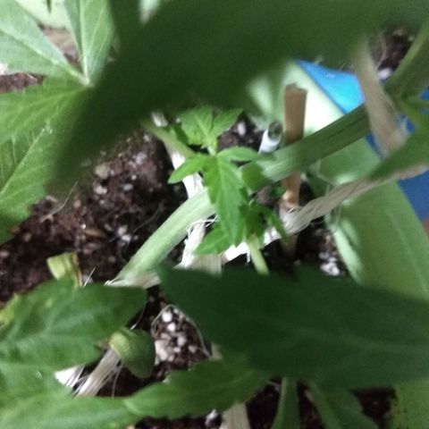 Verde growlog timeline photo