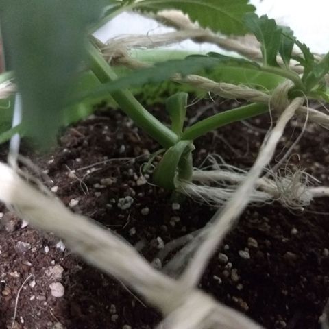 Verde growlog timeline photo