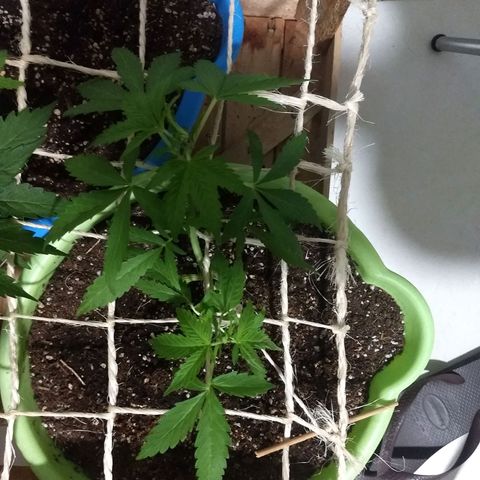 Verde growlog timeline photo