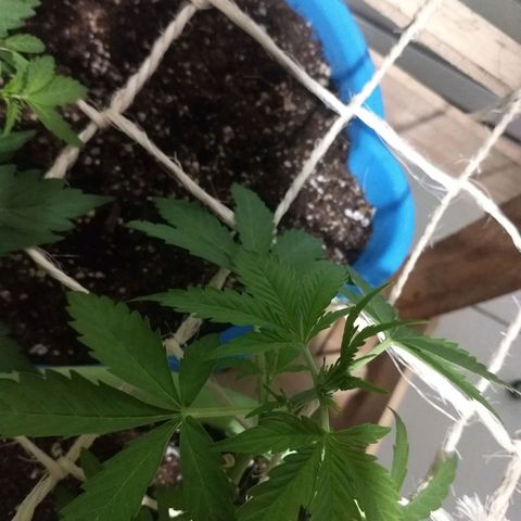 Verde growlog timeline photo