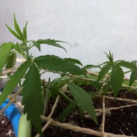 Verde growlog timeline photo