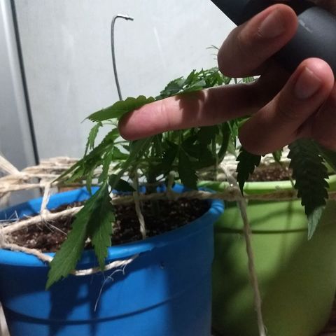 Azul growlog timeline photo