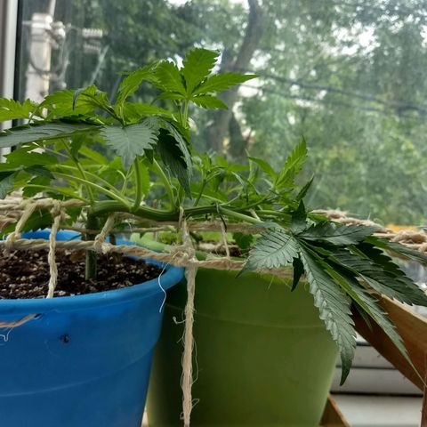 Azul growlog timeline photo