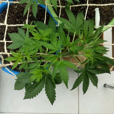 Azul growlog timeline photo
