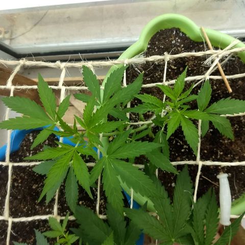 Verde growlog timeline photo